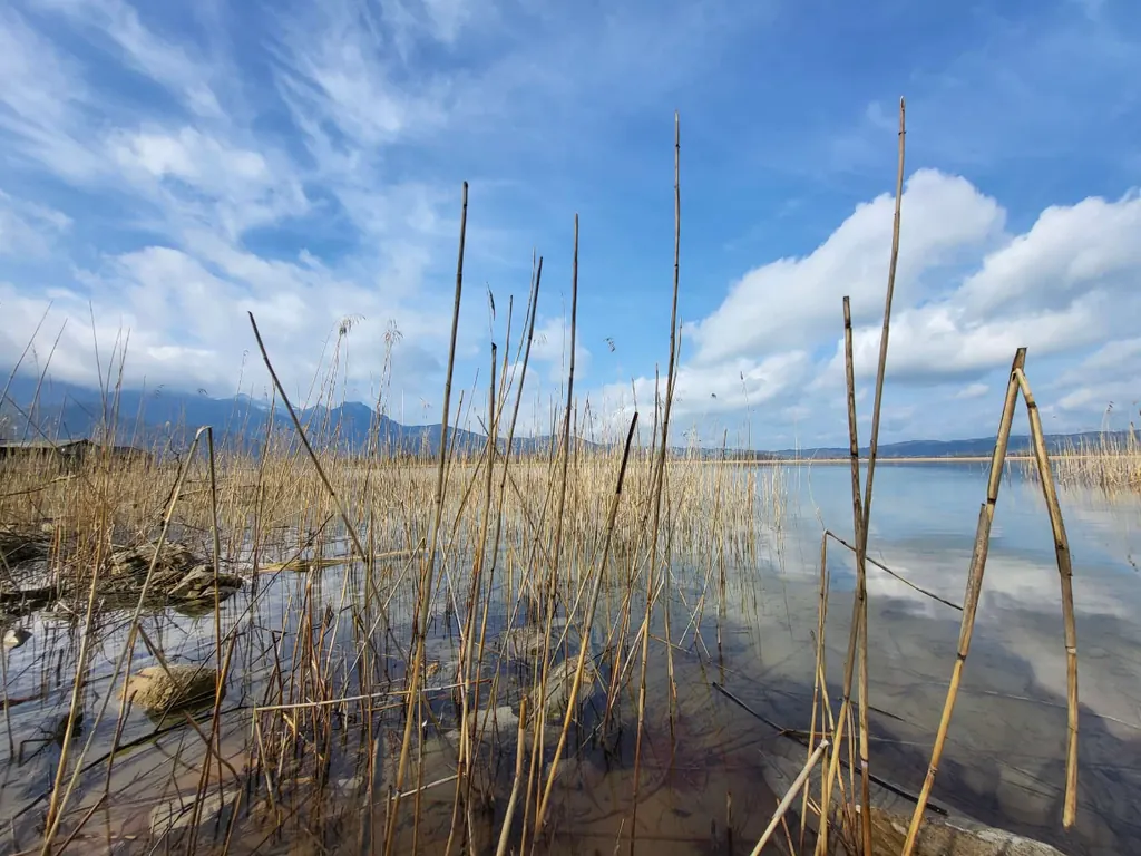 Schilfhalme im flachen Wasser, dahinter ein See und eine Bergkette unter blauem Himmel