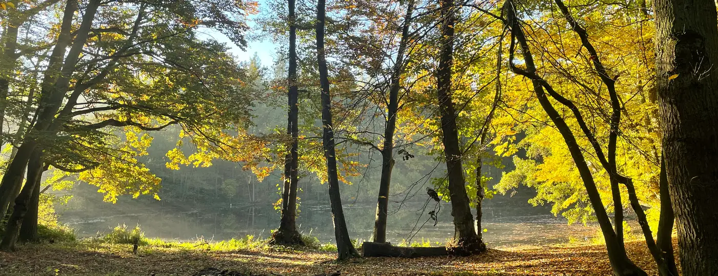 Stiller Waldsee zwischen Bäumen im ruhigen Morgenlicht