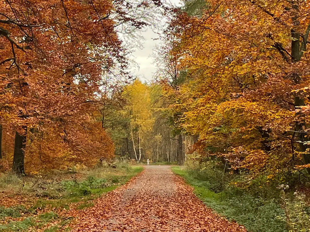 Herbstlicher Waldweg als Sinnbild für den schrittweisen Weg zurück in Bewegung