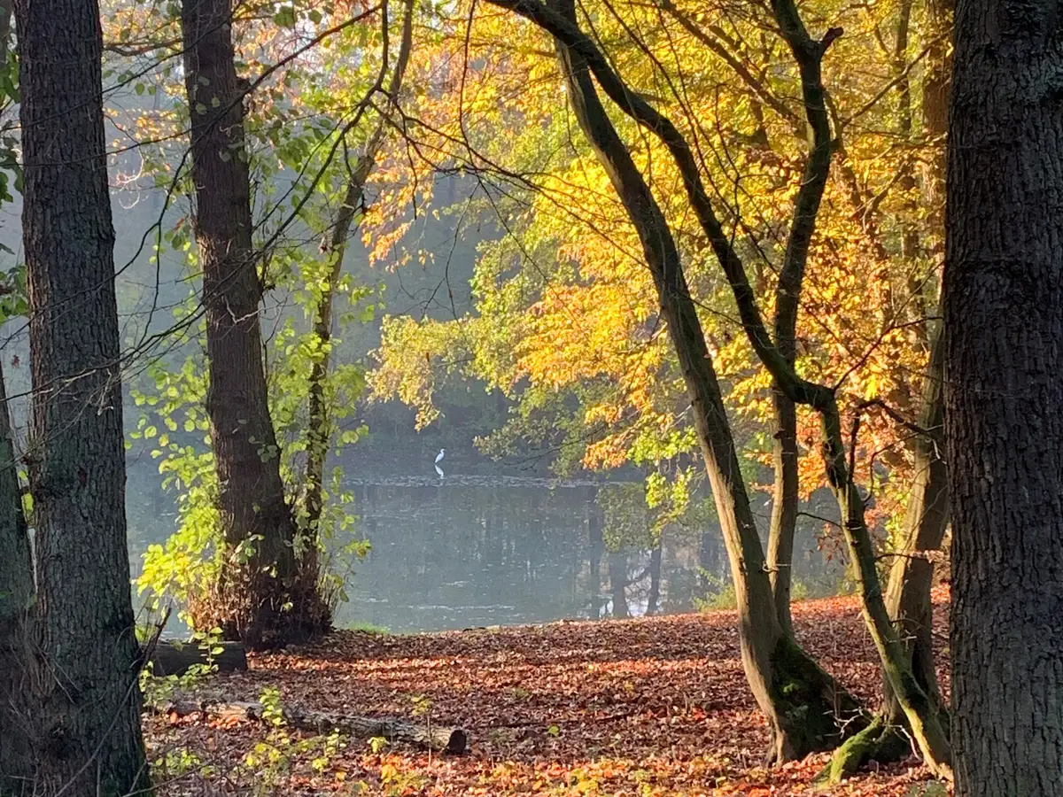 Goldenes Blätterdach über einem stillen Waldsee, ein Reiher steht im flachen Wasser